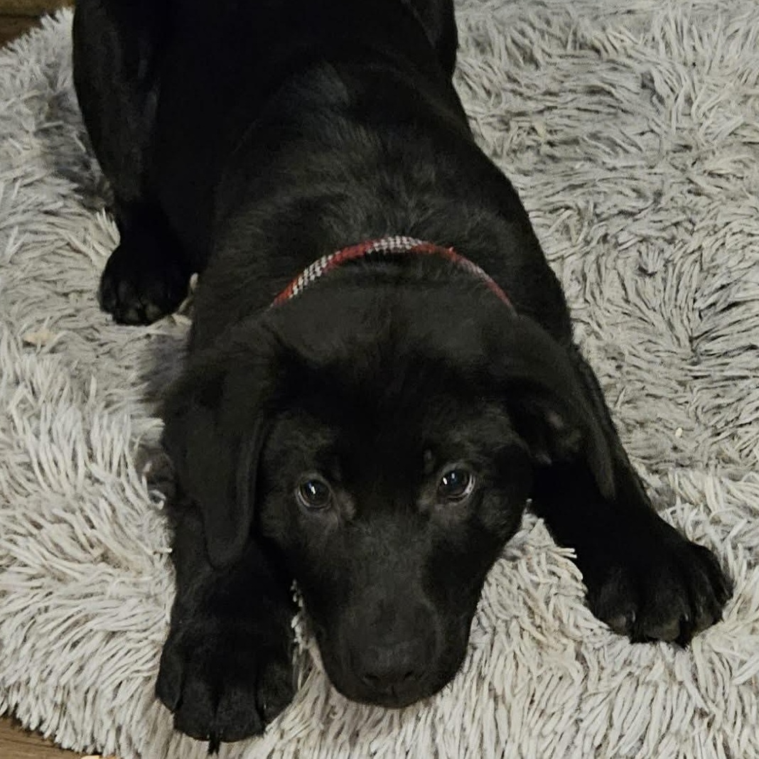 Ainsley, an adoption pending mixed breed in Brockport, NY image 2/5