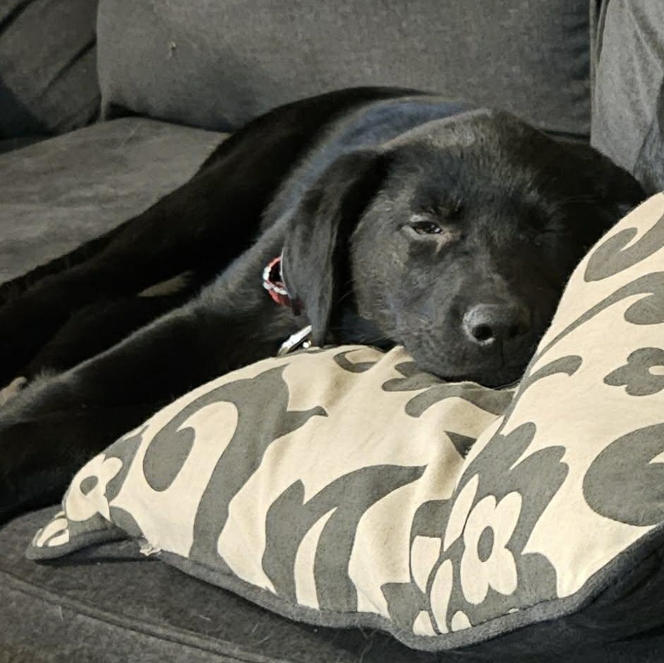 Ainsley, an adoption pending mixed breed in Brockport, NY image 4/5