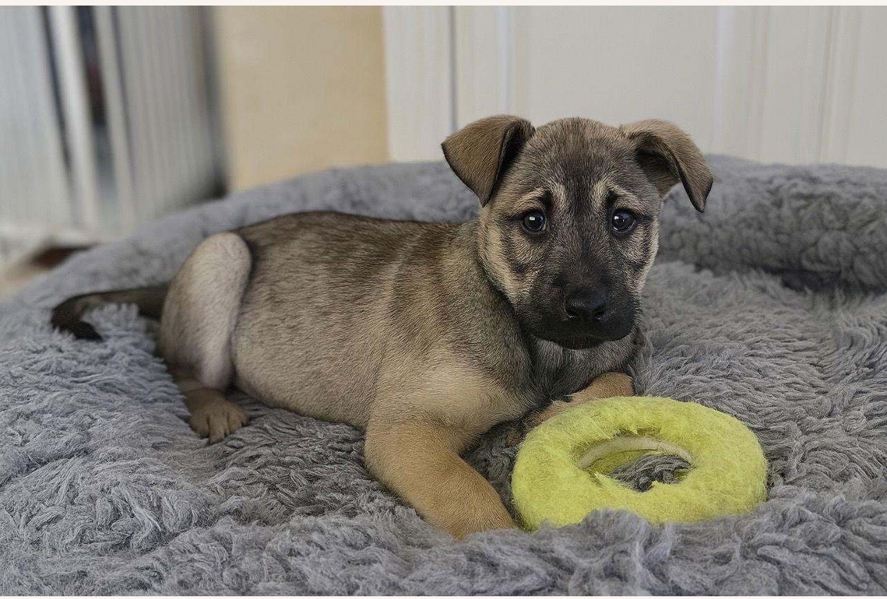 Enlarge Espresso, a Adoptable Shepherd in Orange, CA image 1/1