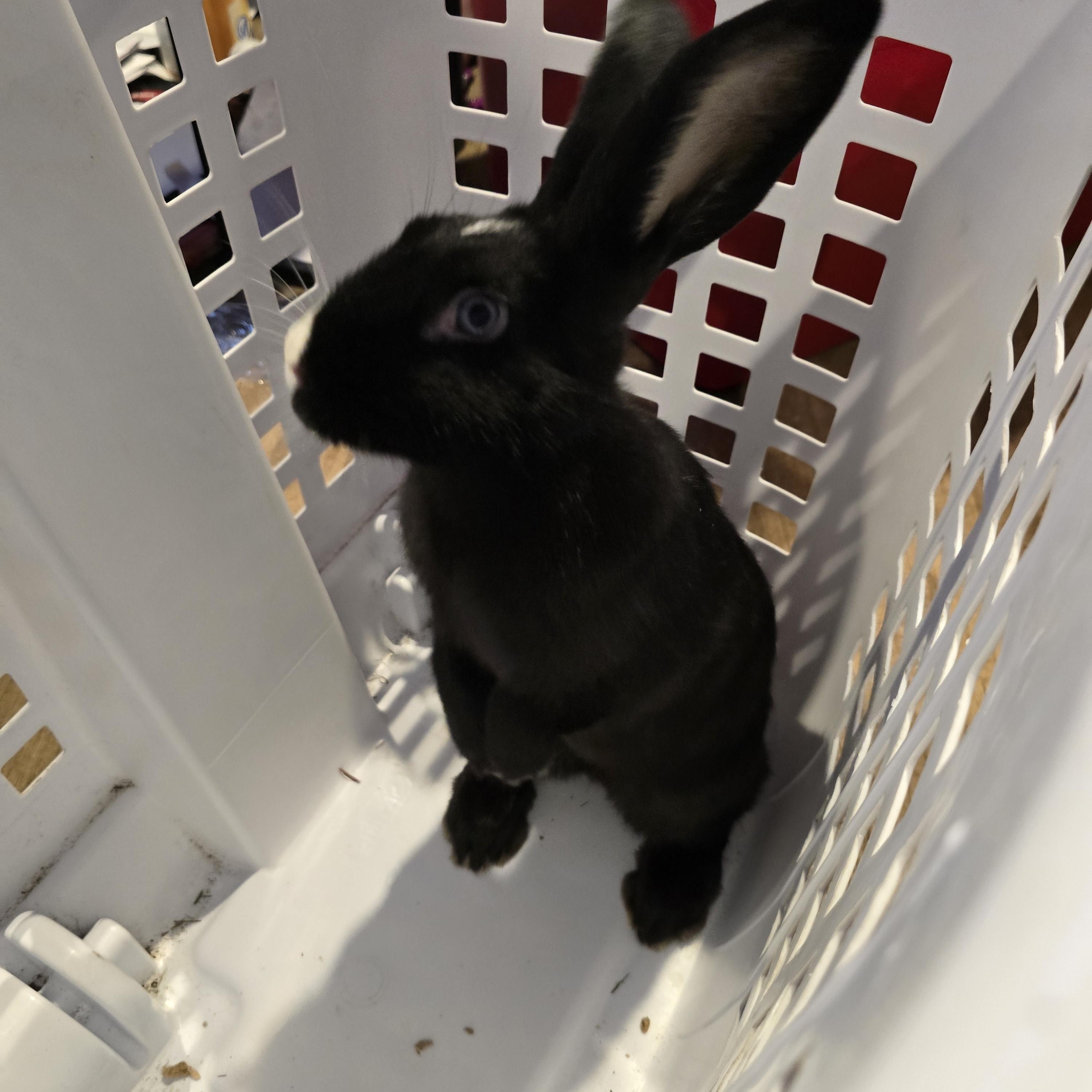 Rosie, Albert & Star, a ADOPTABLE American in Gig Harbor, WA image 3/3