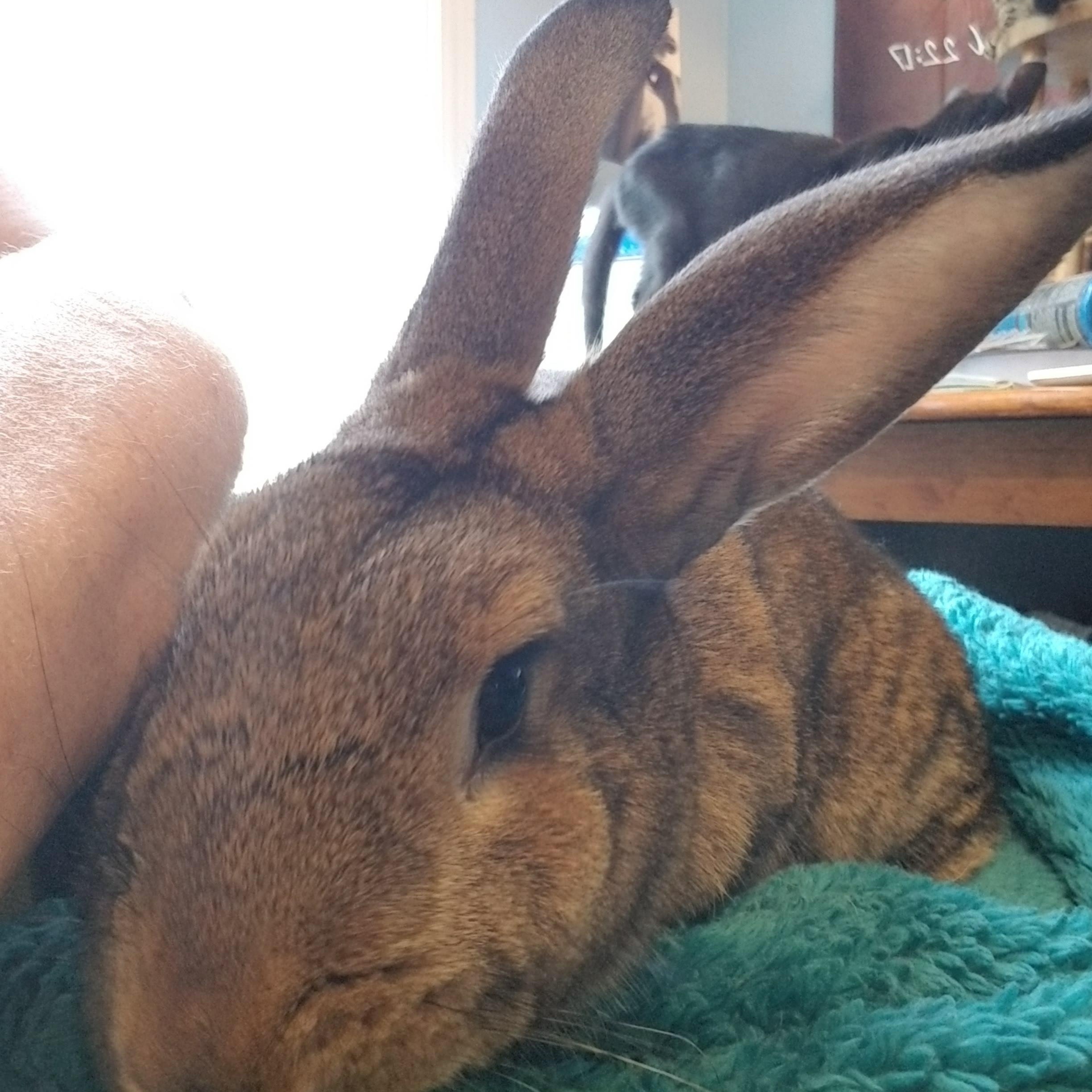 Rosie, Albert & Star, a ADOPTABLE American in Gig Harbor, WA image 1/3