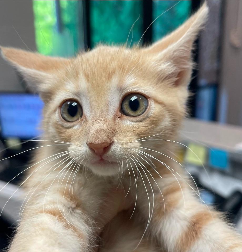 Micah, Adoptable, Kitten Male Domestic Short Hair.