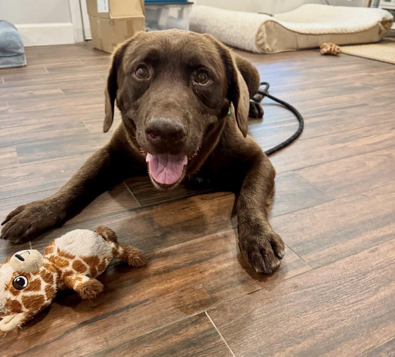 Goose fka Lenny, Adoptable, Adult Male Labrador Retriever.
