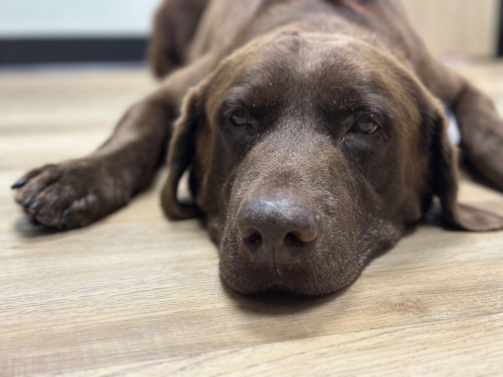 Enlarge Goose fka Lenny, a Adoptable Labrador Retriever in Houston, TX image 2/3