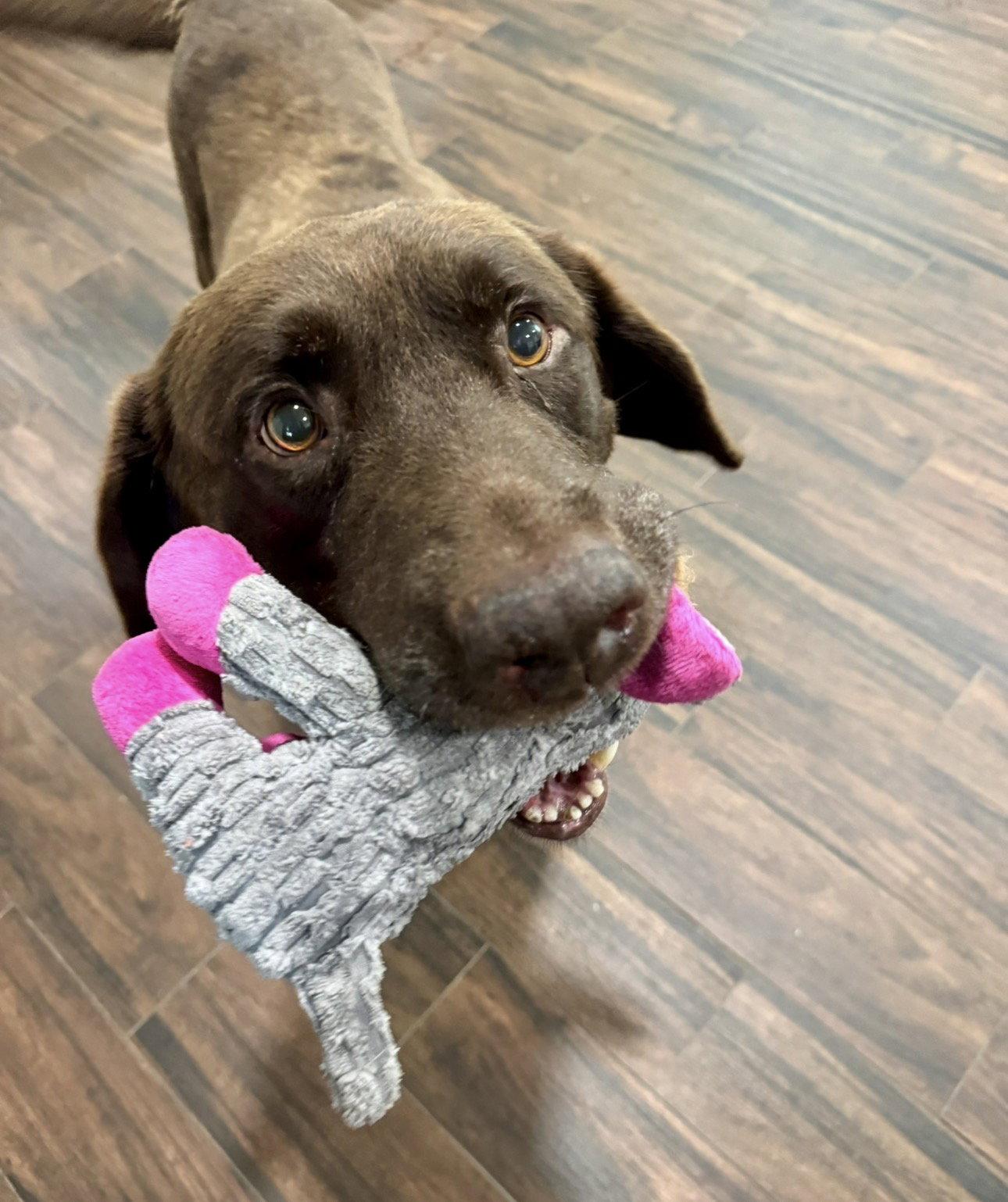 Enlarge Goose fka Lenny, a Adoptable Labrador Retriever in Houston, TX image 3/3