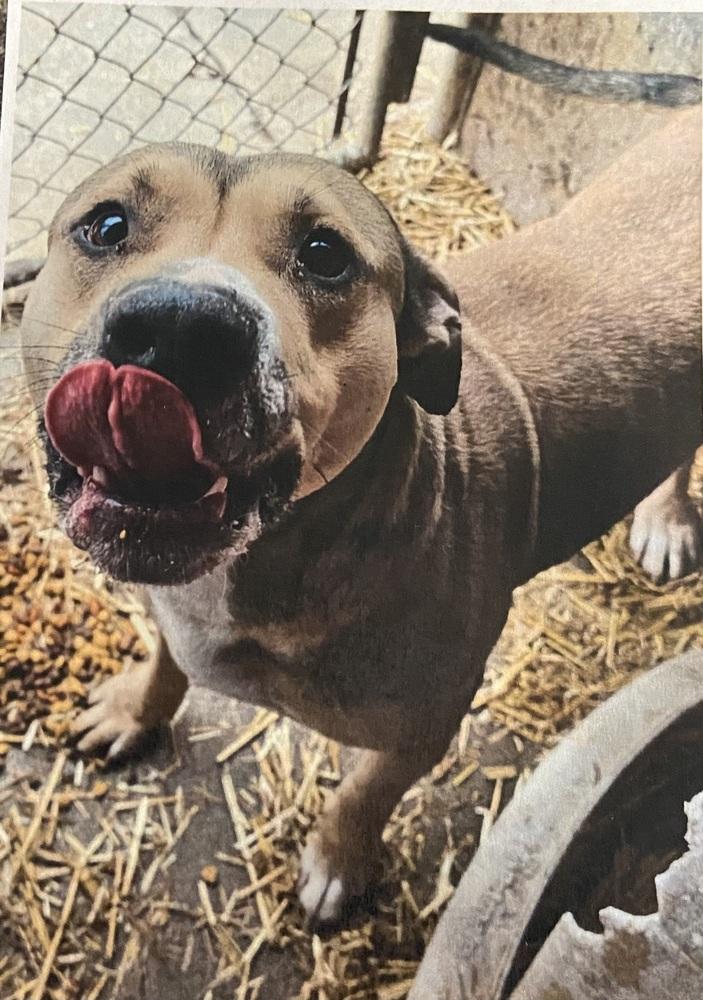 PeeWee, Adoptable, Adult Male Shepherd & Mountain Cur.