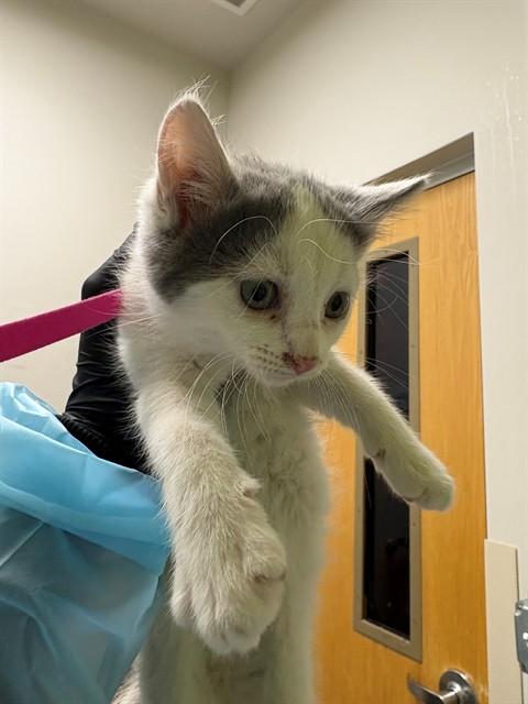 Enlarge CELESTINE, a Adoptable Domestic Short Hair in Pueblo, CO image 1/1