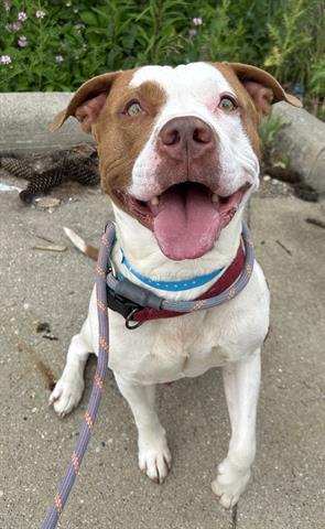 Enlarge BARLEY, a Adoptable Pit Bull Terrier in Dayton, OH image 1/1