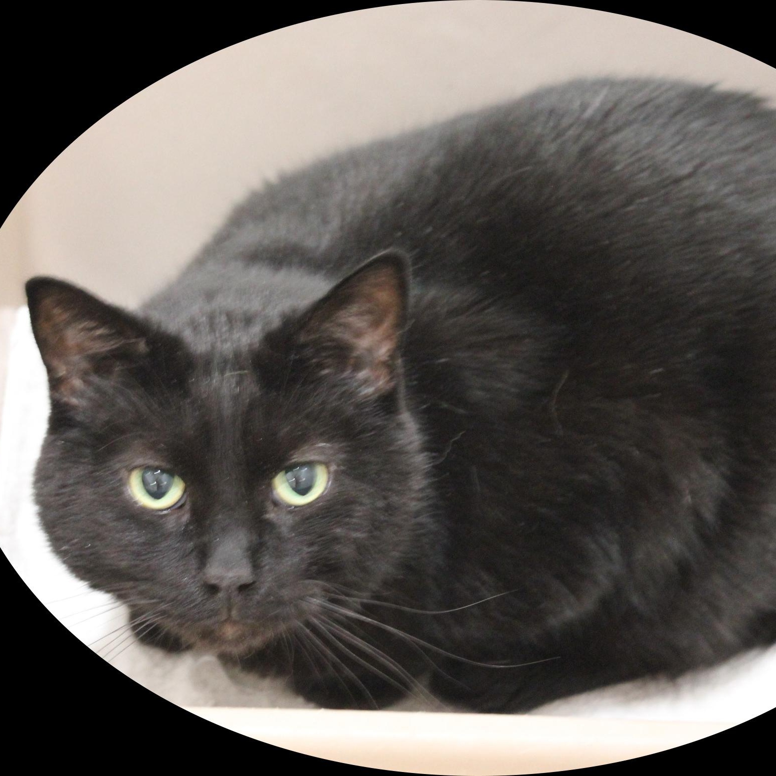 Chip, ADOPTABLE, Adult Male Domestic Short Hair.