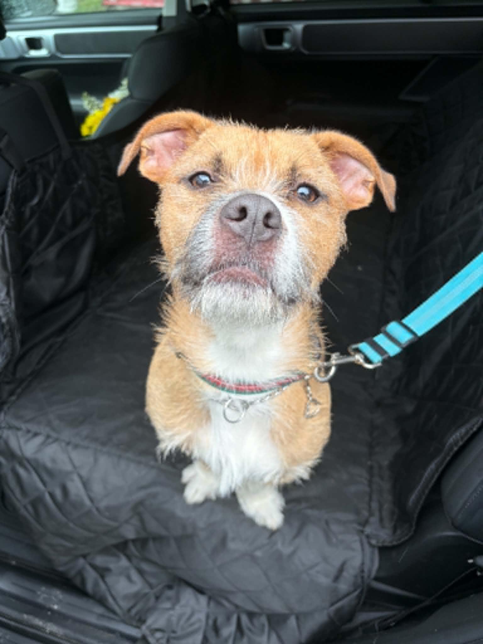 Greg, Adoptable, Adult Male Terrier & French Bulldog.