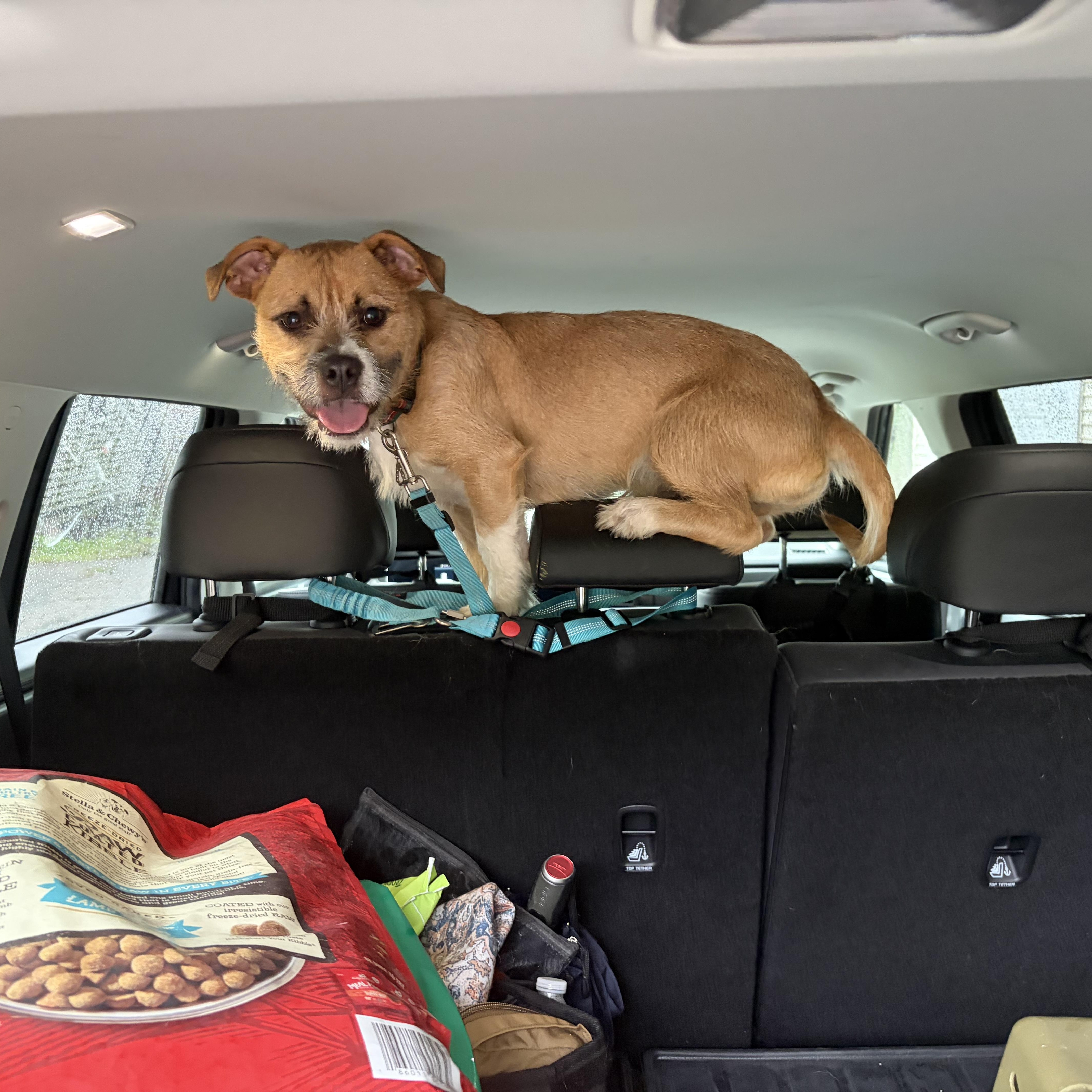 Enlarge Greg, a Adoptable mixed breed in Groton, CT image 3/3