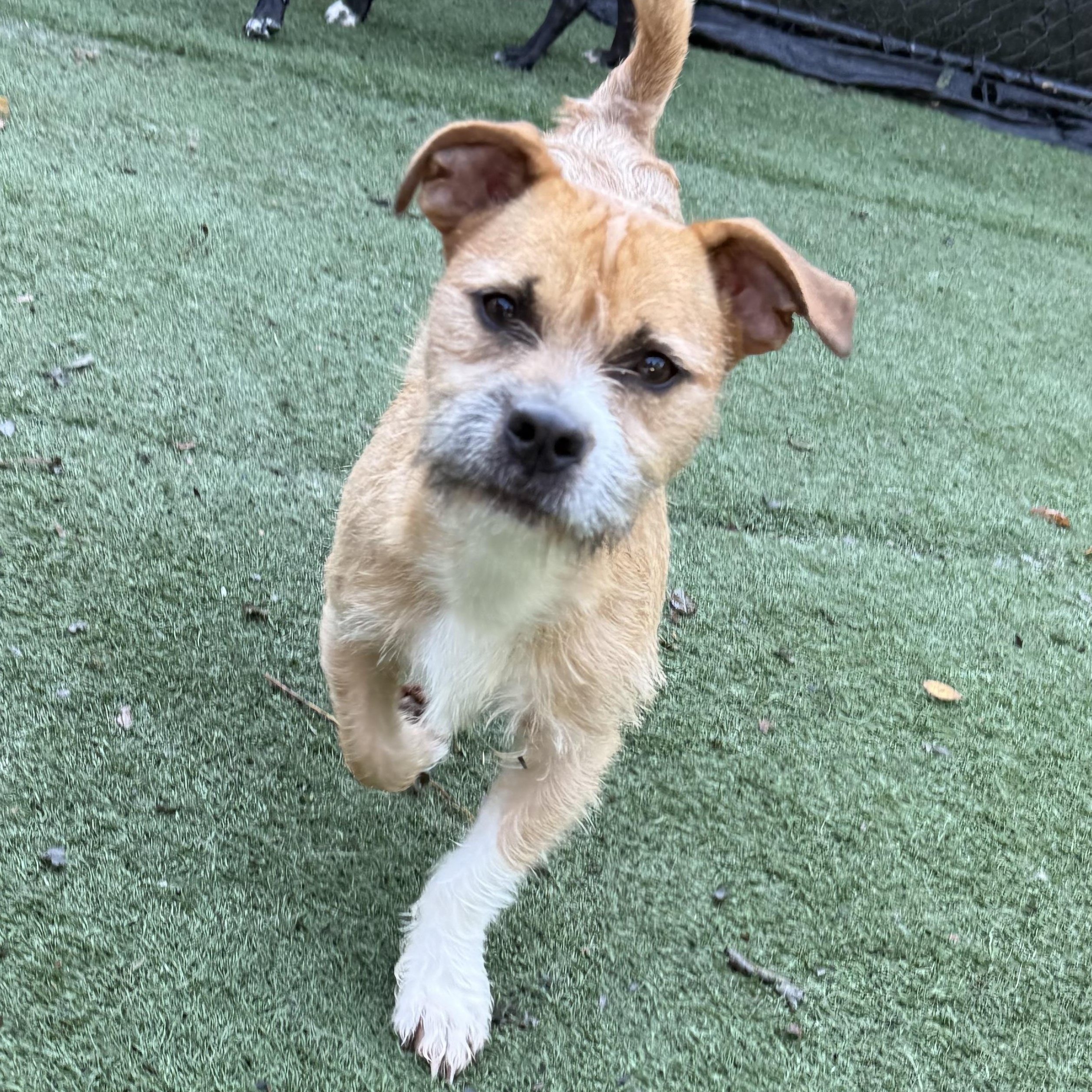 Enlarge Greg, a Adoptable mixed breed in Groton, CT image 2/3