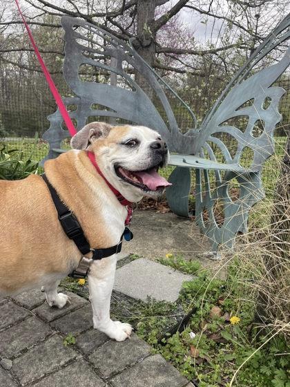 Benz, Adoptable, Adult Male Mixed Breed.