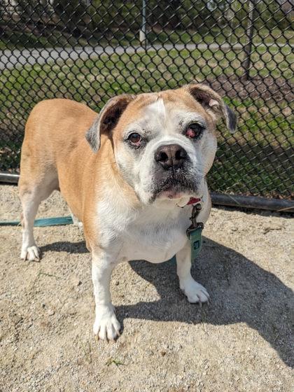 Enlarge Benz, a Adoptable Mixed Breed in Fairfax, VA image 2/3