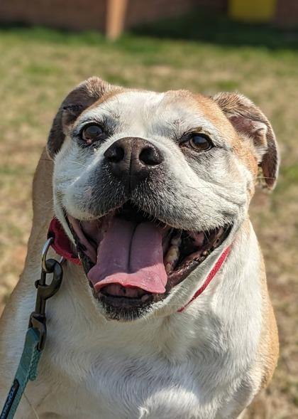 Enlarge Benz, a Adoptable Mixed Breed in Fairfax, VA image 3/3