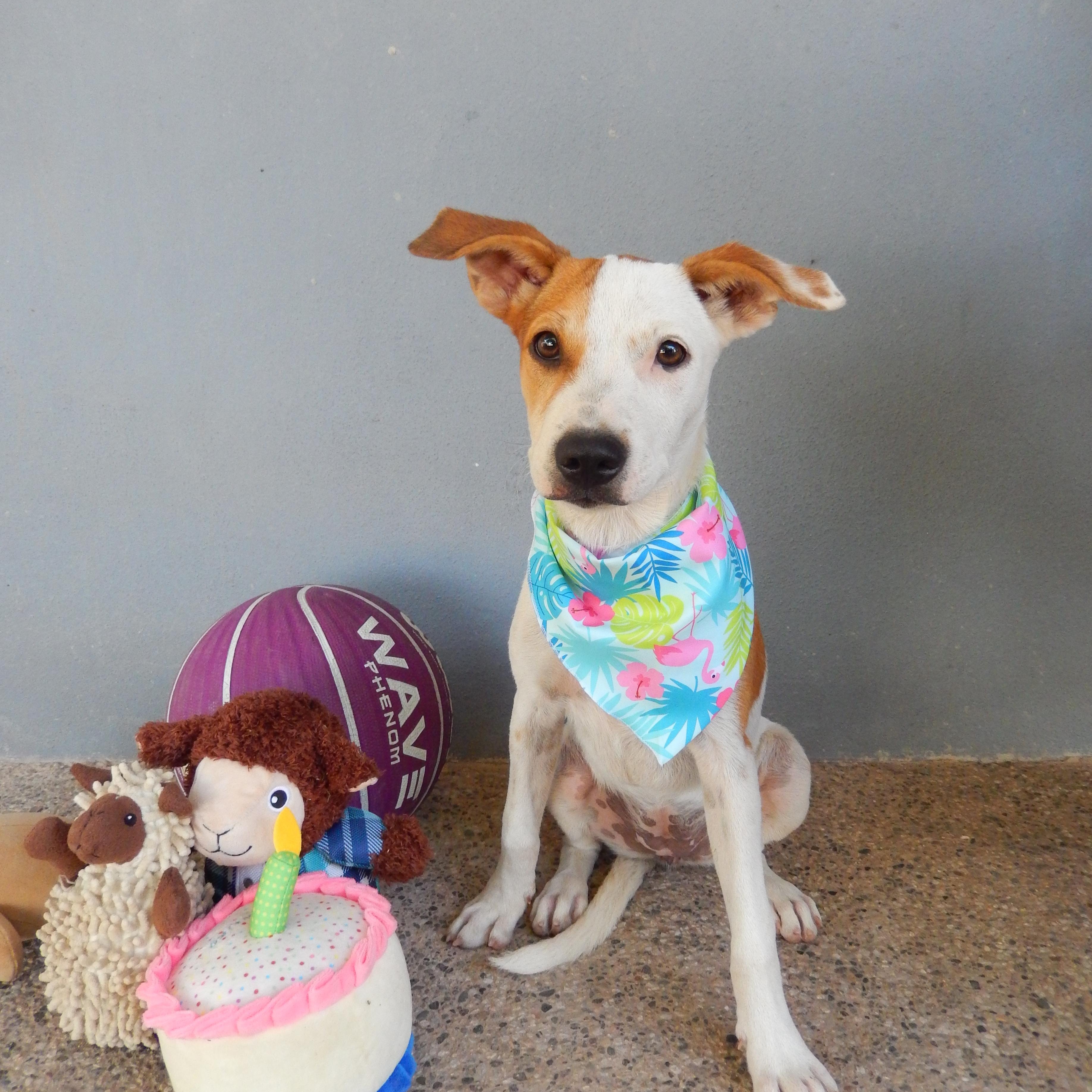 Manchas, Adoptable, Puppy Female English Pointer & Terrier.