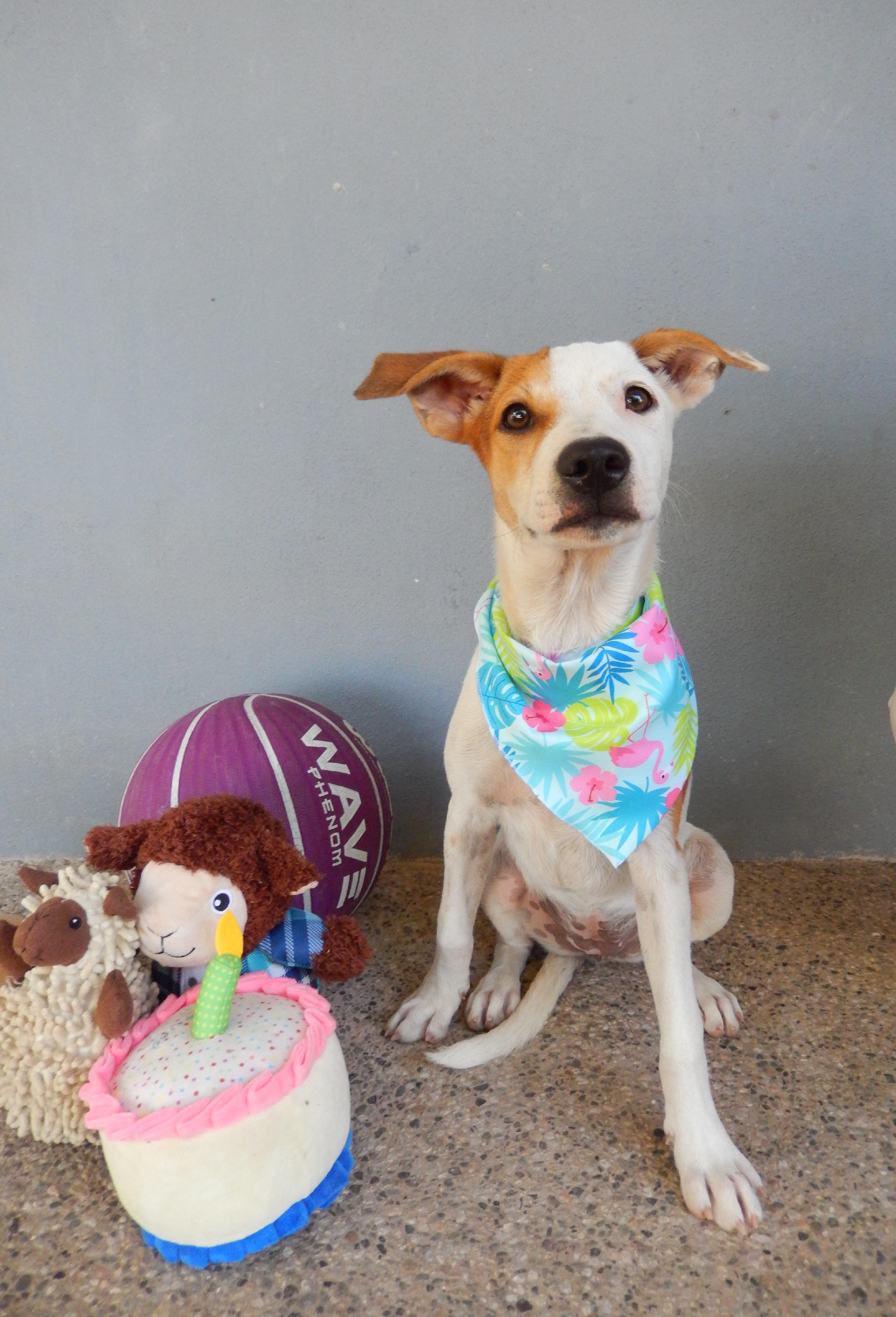 Enlarge Manchas, a Adoptable mixed breed in Edmonton, AB image 2/4