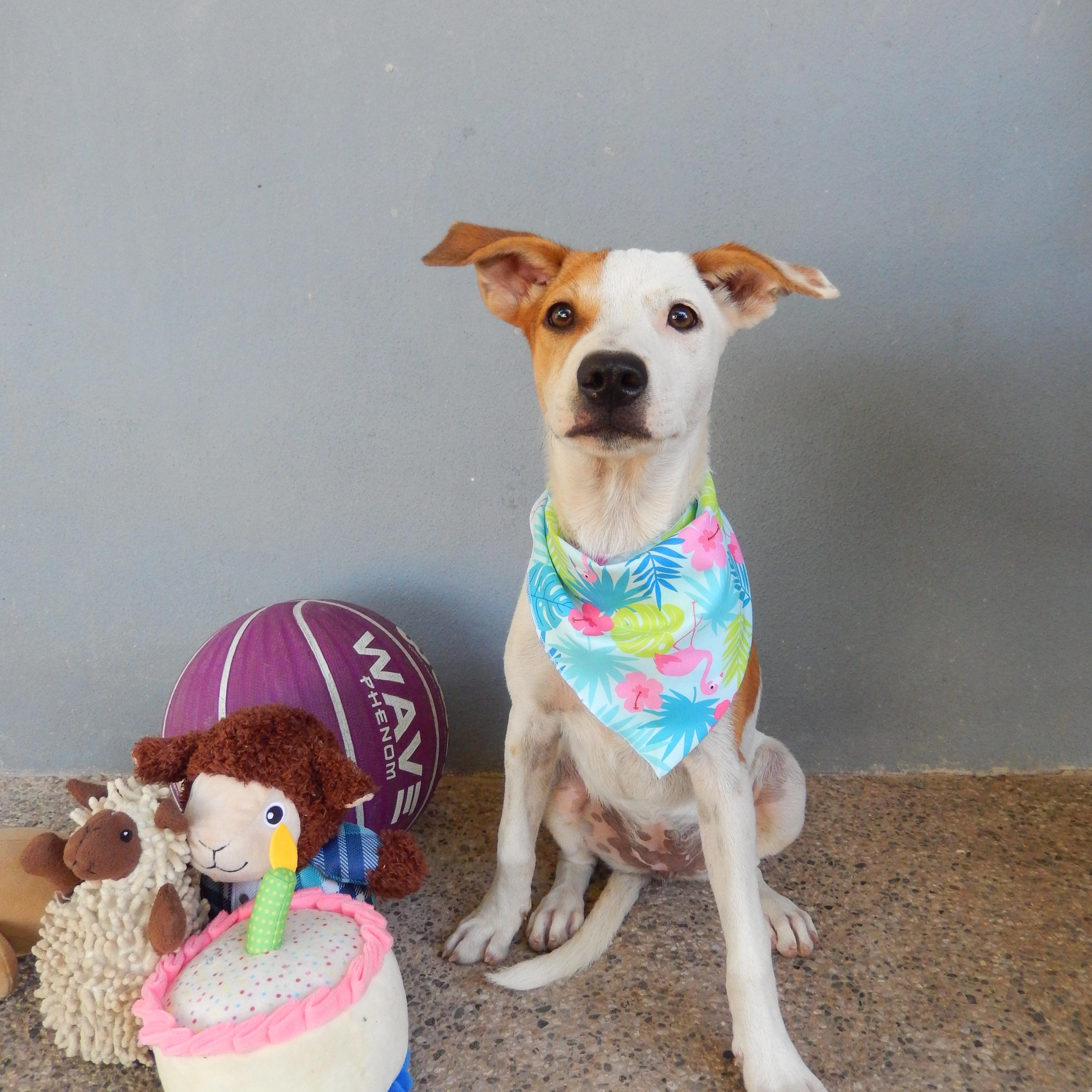 Enlarge Manchas, a Adoptable mixed breed in Edmonton, AB image 3/4