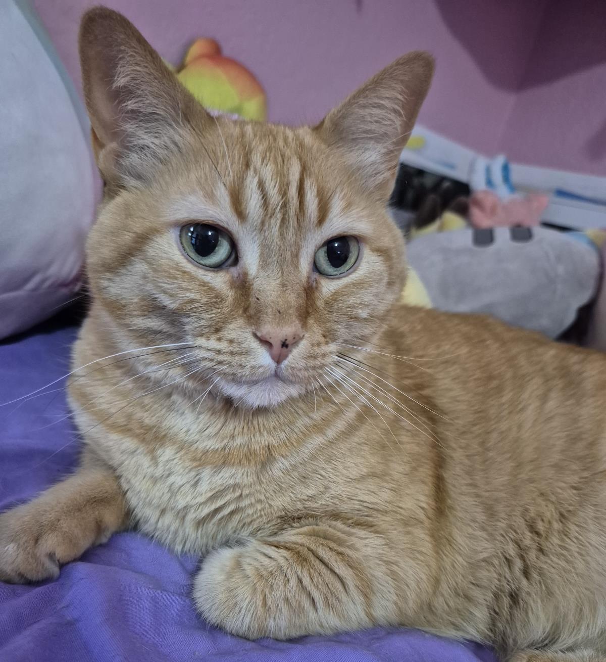 Melly Vanelly, Adoptable, Adult Female Domestic Short Hair & Tabby.