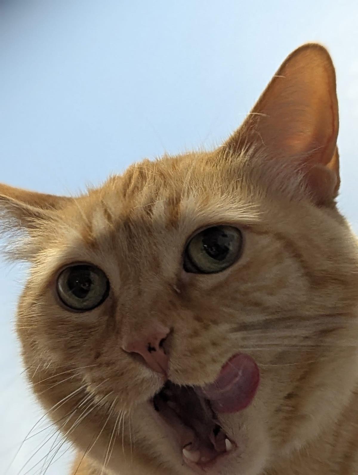 Enlarge Melly Vanelly, a Adoptable mixed breed in Chandler, AZ image 2/2