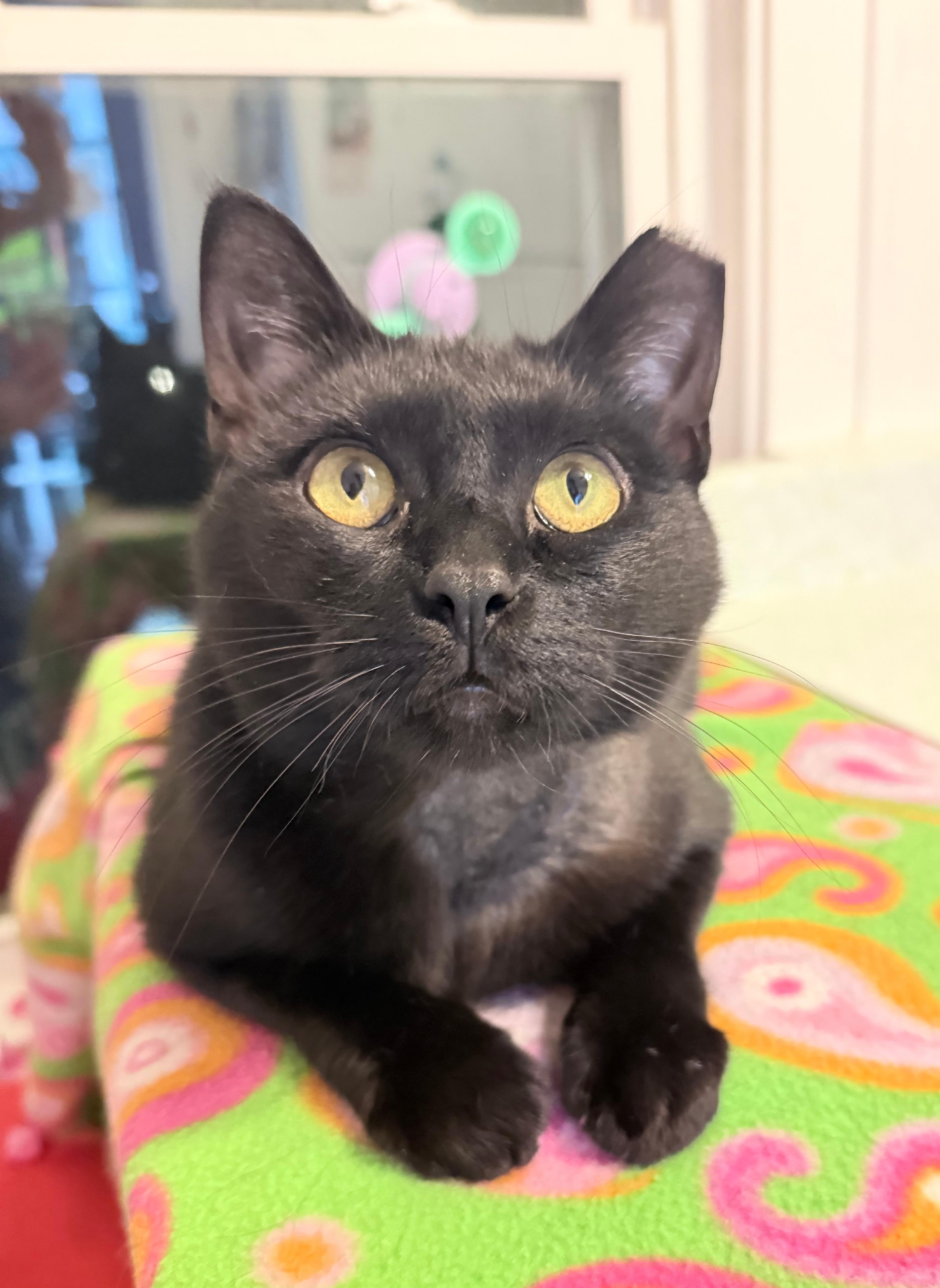 Phantom, ADOPTABLE, Young Male Domestic Short Hair.