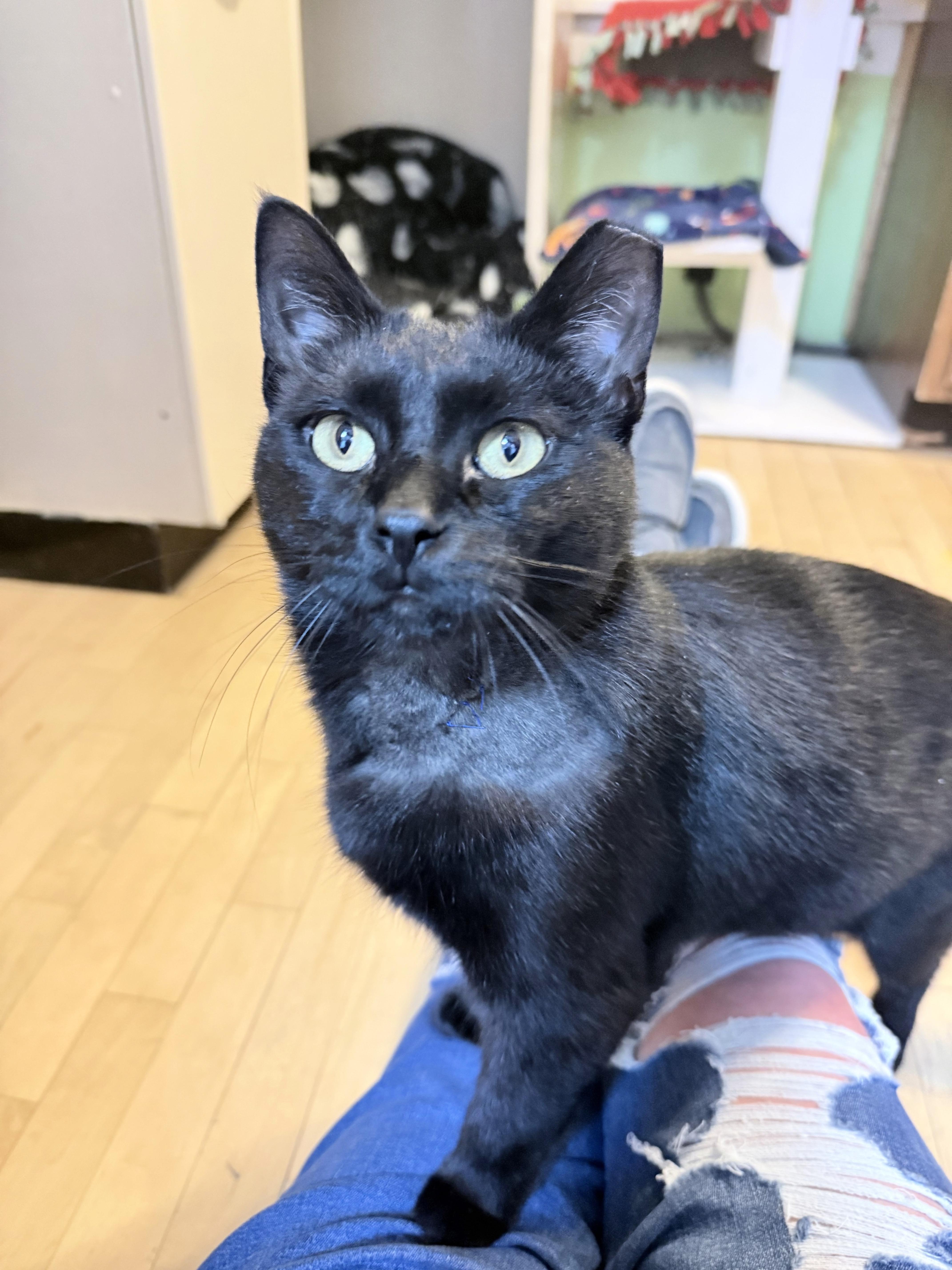 Phantom, a ADOPTABLE Domestic Short Hair in Neenah, WI image 2/3