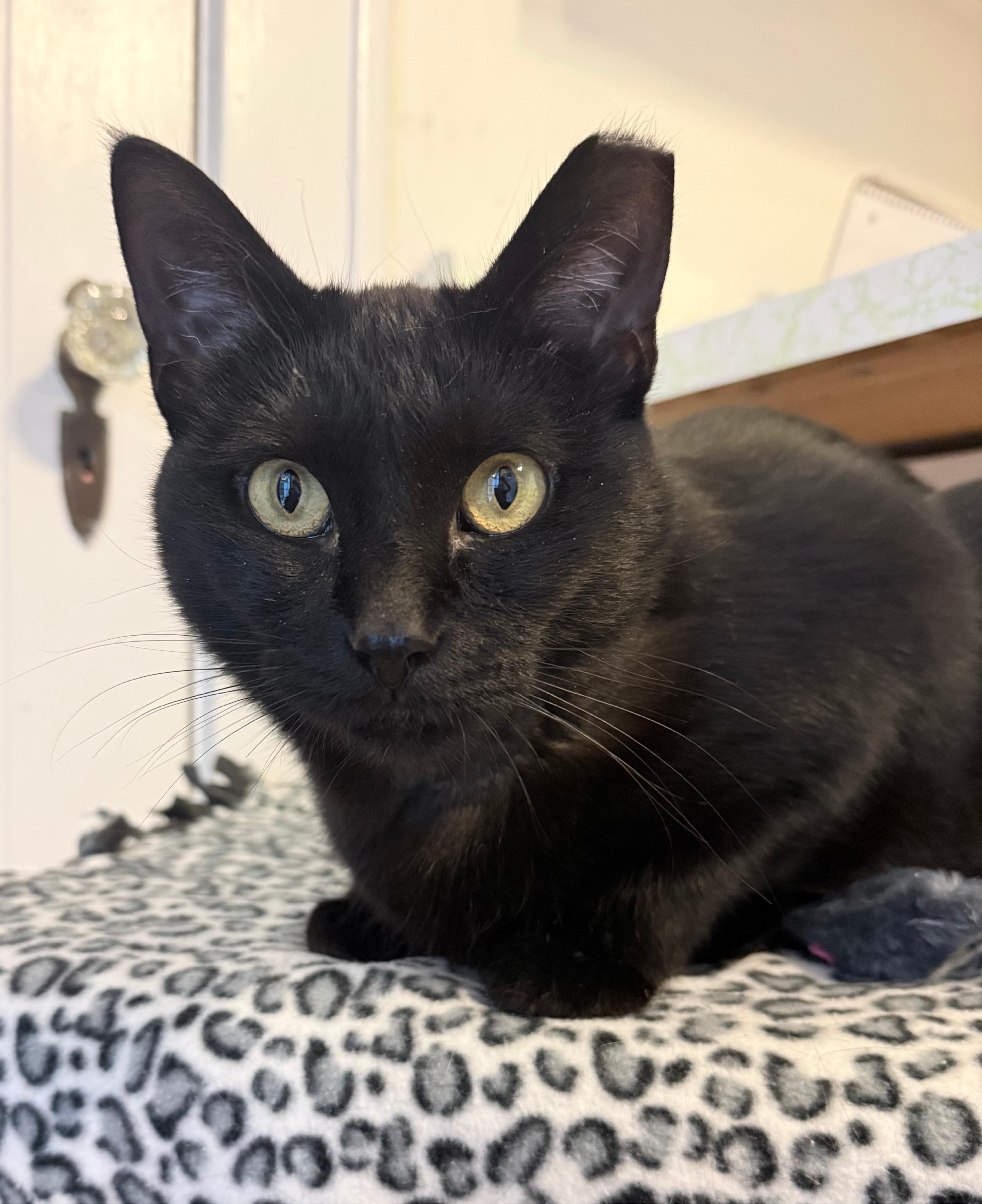 Phantom, a ADOPTABLE Domestic Short Hair in Neenah, WI image 3/3