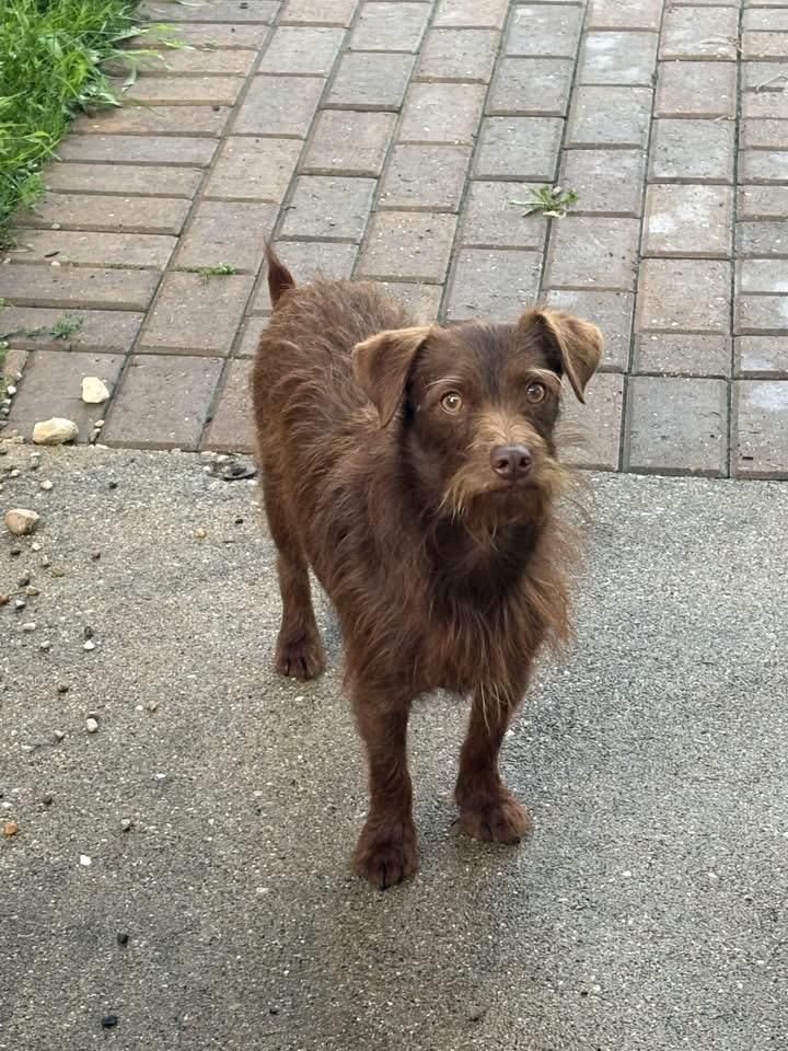 Enlarge Dexter, a ADOPTABLE mixed breed in Union Grove, WI image 4/5