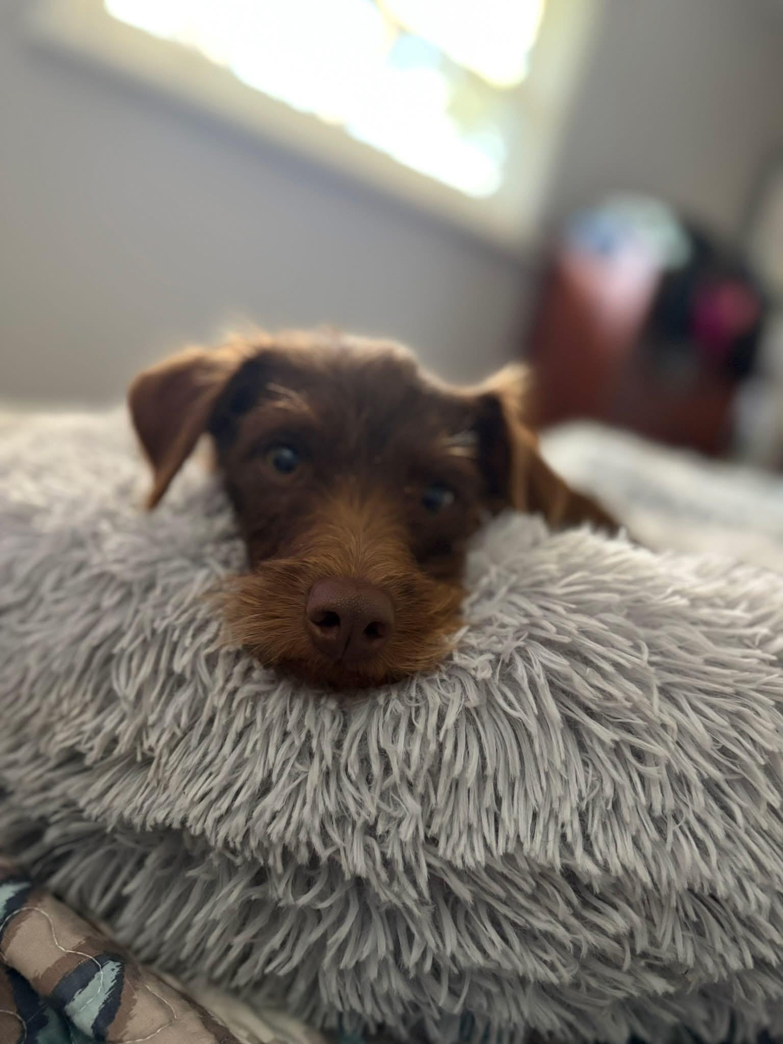 Enlarge Dexter, a ADOPTABLE mixed breed in Union Grove, WI image 5/5