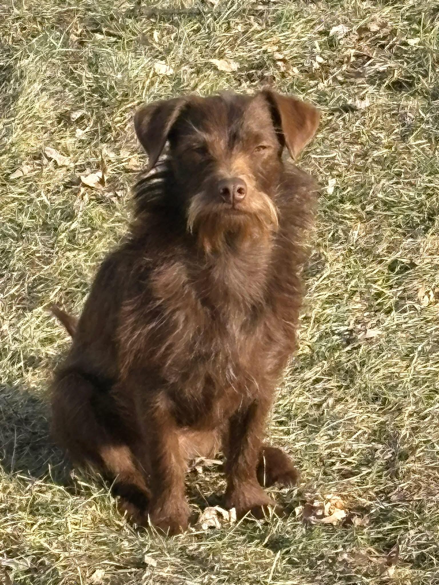 Enlarge Dexter, a ADOPTABLE mixed breed in Union Grove, WI image 2/5