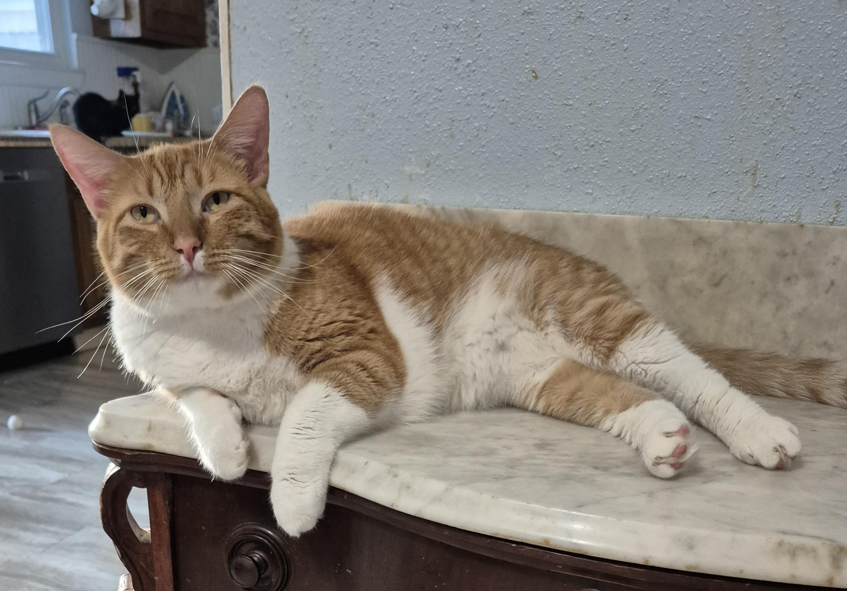 Norman, a Adoptable Tabby in Houston, TX image 3/5