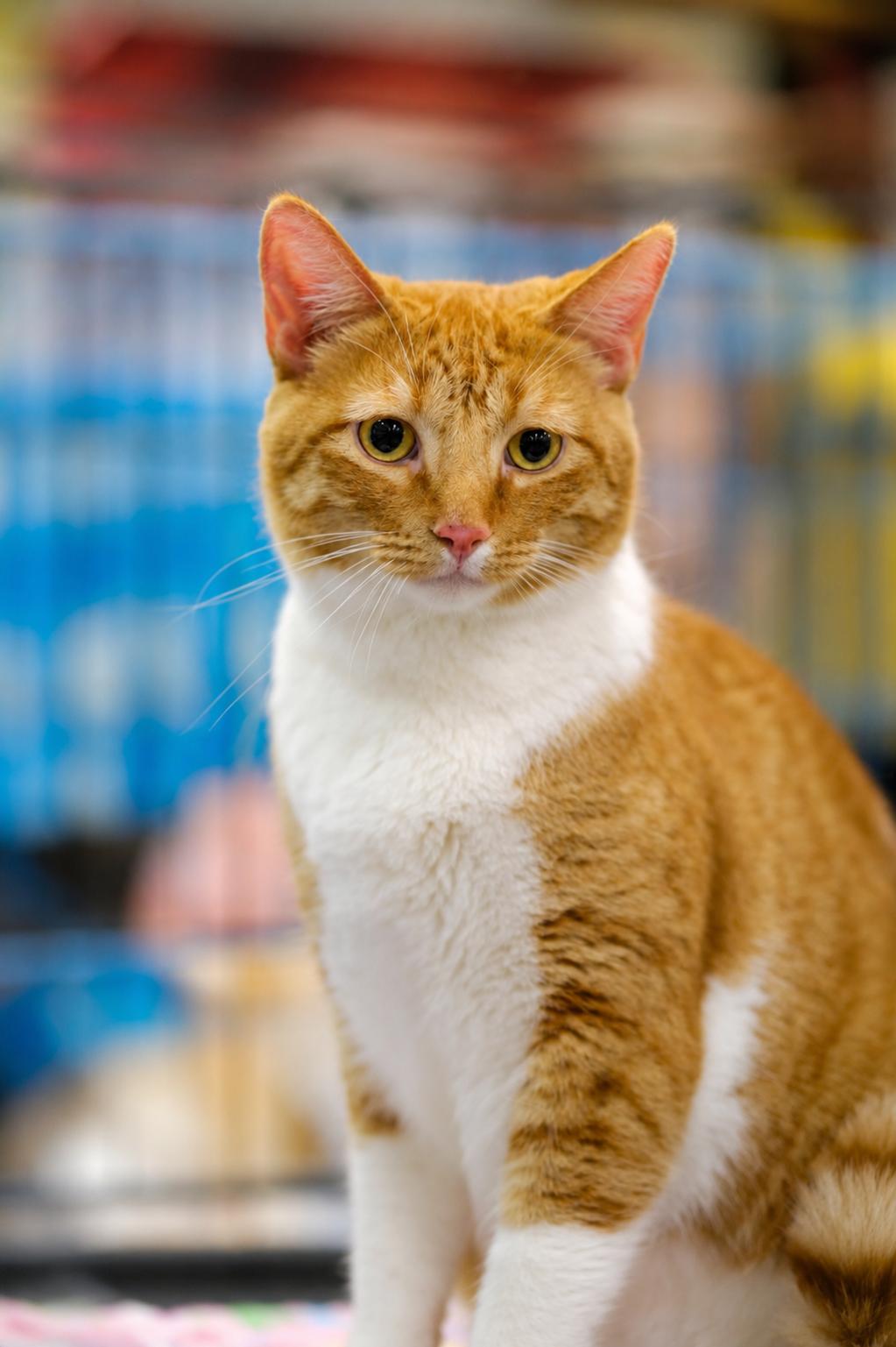 Norman, a Adoptable Tabby in Houston, TX image 4/5