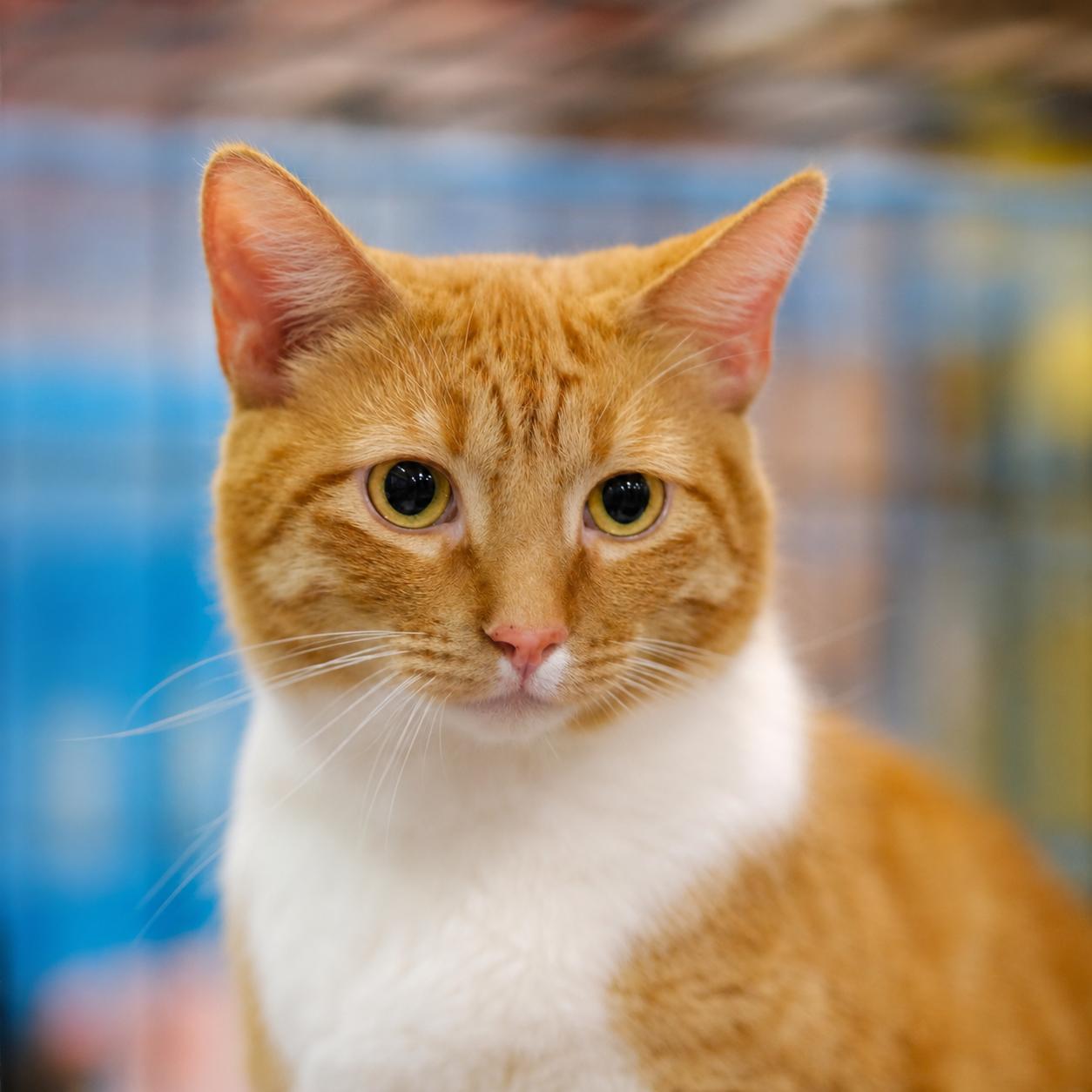 Norman, a Adoptable Tabby in Houston, TX image 2/5