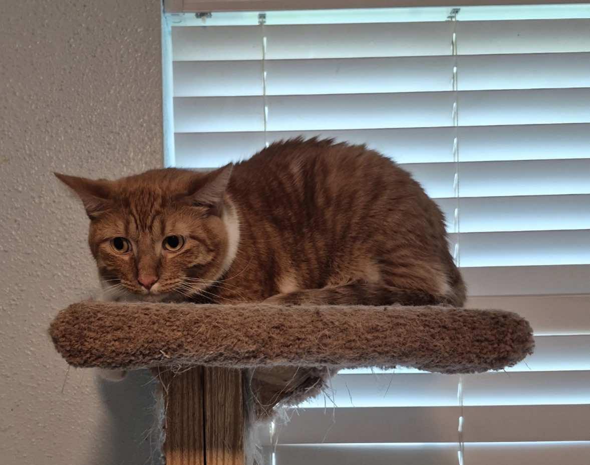 Norman, a Adoptable Tabby in Houston, TX image 5/5
