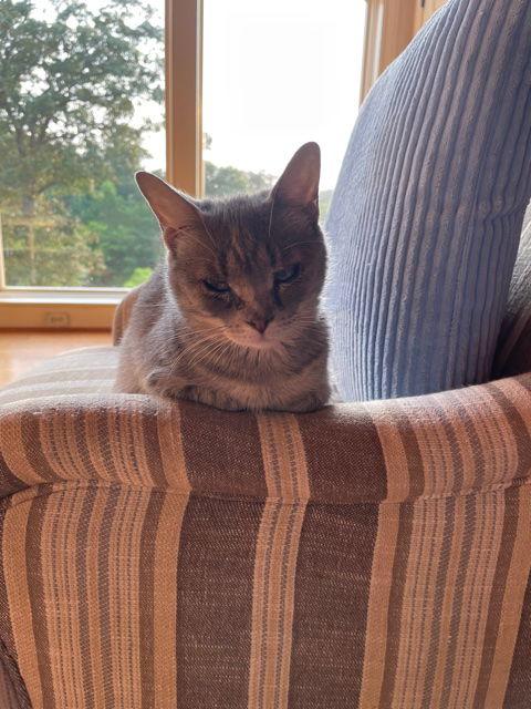 Sarah, Adoptable, Young Female Domestic Short Hair.