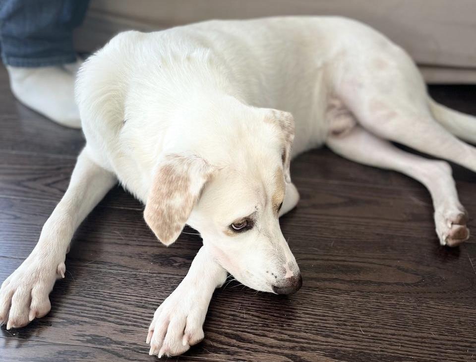 Frank cat & dog friendly, an adoptable mixed breed in North York, ON image 1/4