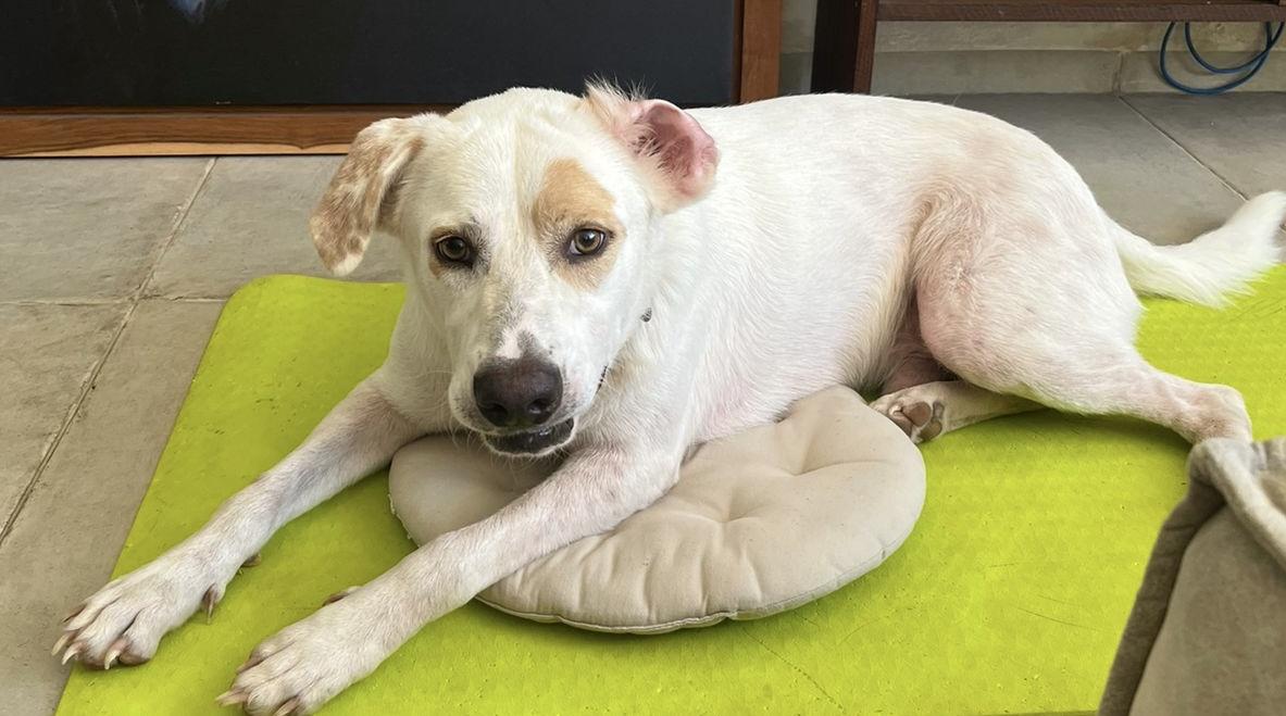 Frank cat & dog friendly, an adoptable mixed breed in North York, ON image 2/4