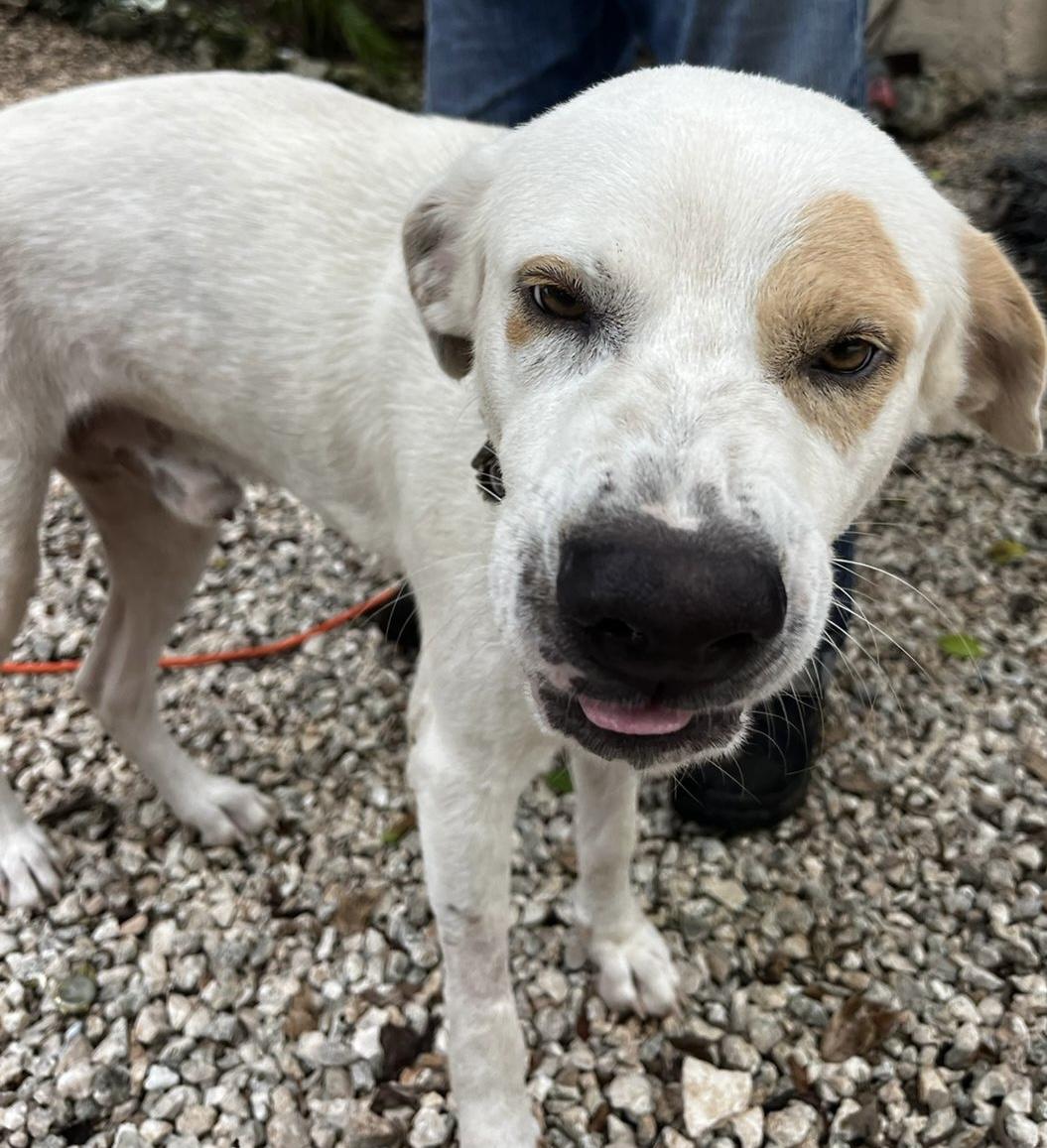 Frank cat & dog friendly, an adoptable mixed breed in North York, ON image 3/4