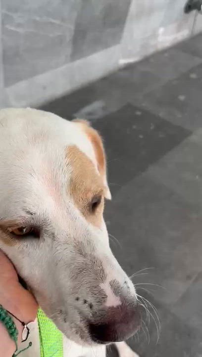 Enlarge Frank cat & dog friendly, an adoptable mixed breed in North York, ON video 4/4