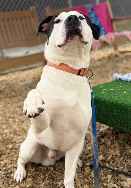 Fonz — thumbnail 3