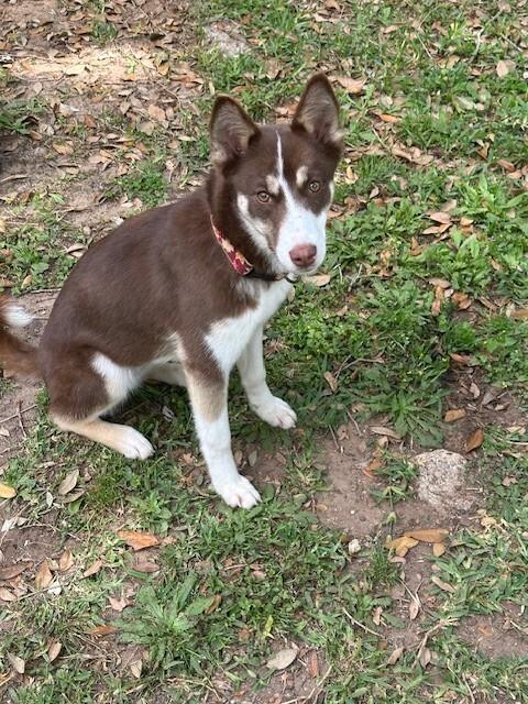 Danimal, Adoptable, Young Female Husky & Mixed Breed.
