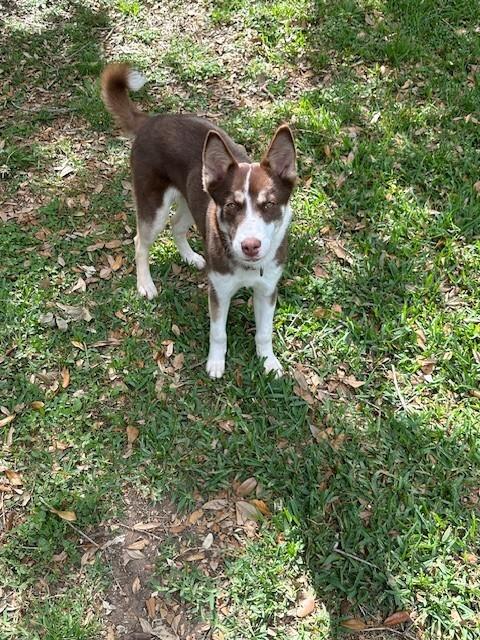 Enlarge Danimal, a Adoptable mixed breed in Westminster, CO image 2/6