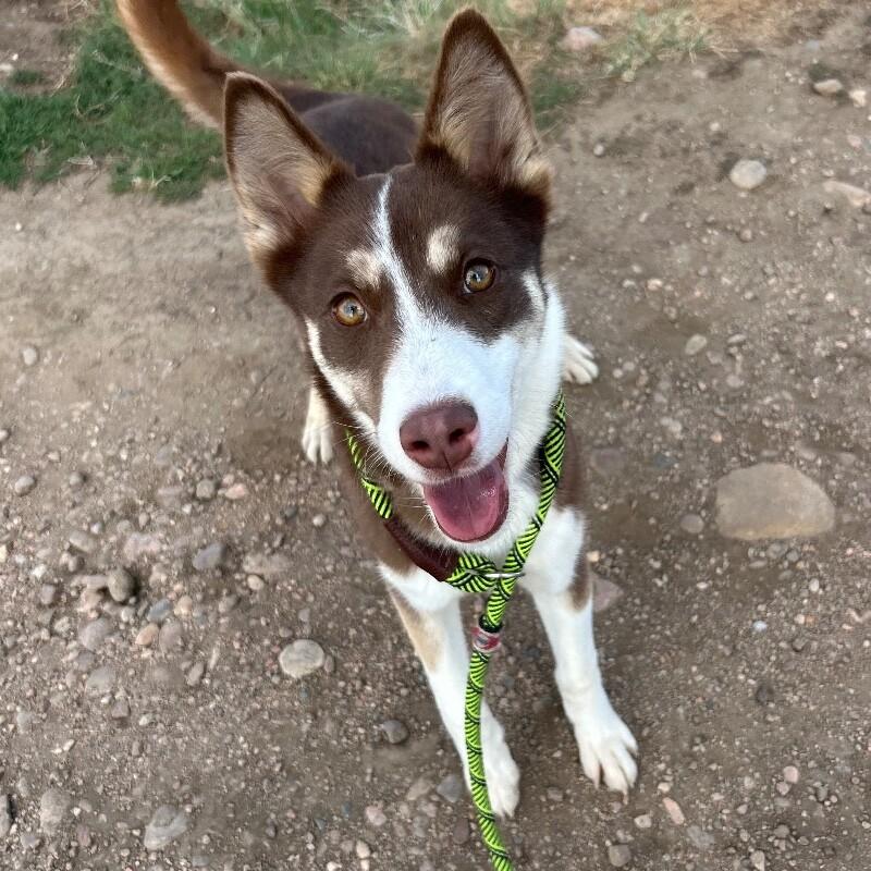 Enlarge Danimal, a Adoptable mixed breed in Westminster, CO image 3/6