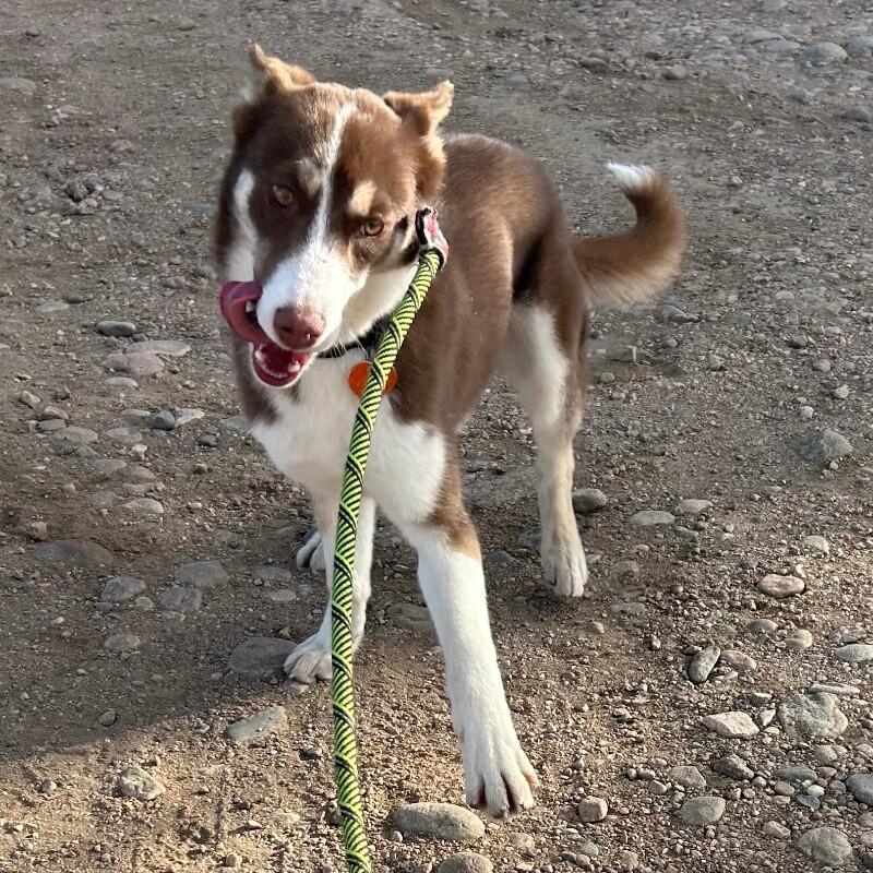 Enlarge Danimal, a Adoptable mixed breed in Westminster, CO image 4/6