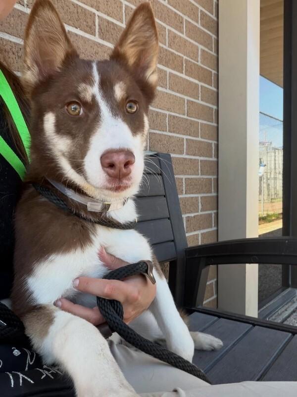 Enlarge Danimal, a Adoptable mixed breed in Westminster, CO image 5/6