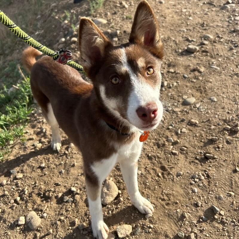 Enlarge Danimal, a Adoptable mixed breed in Westminster, CO image 6/6
