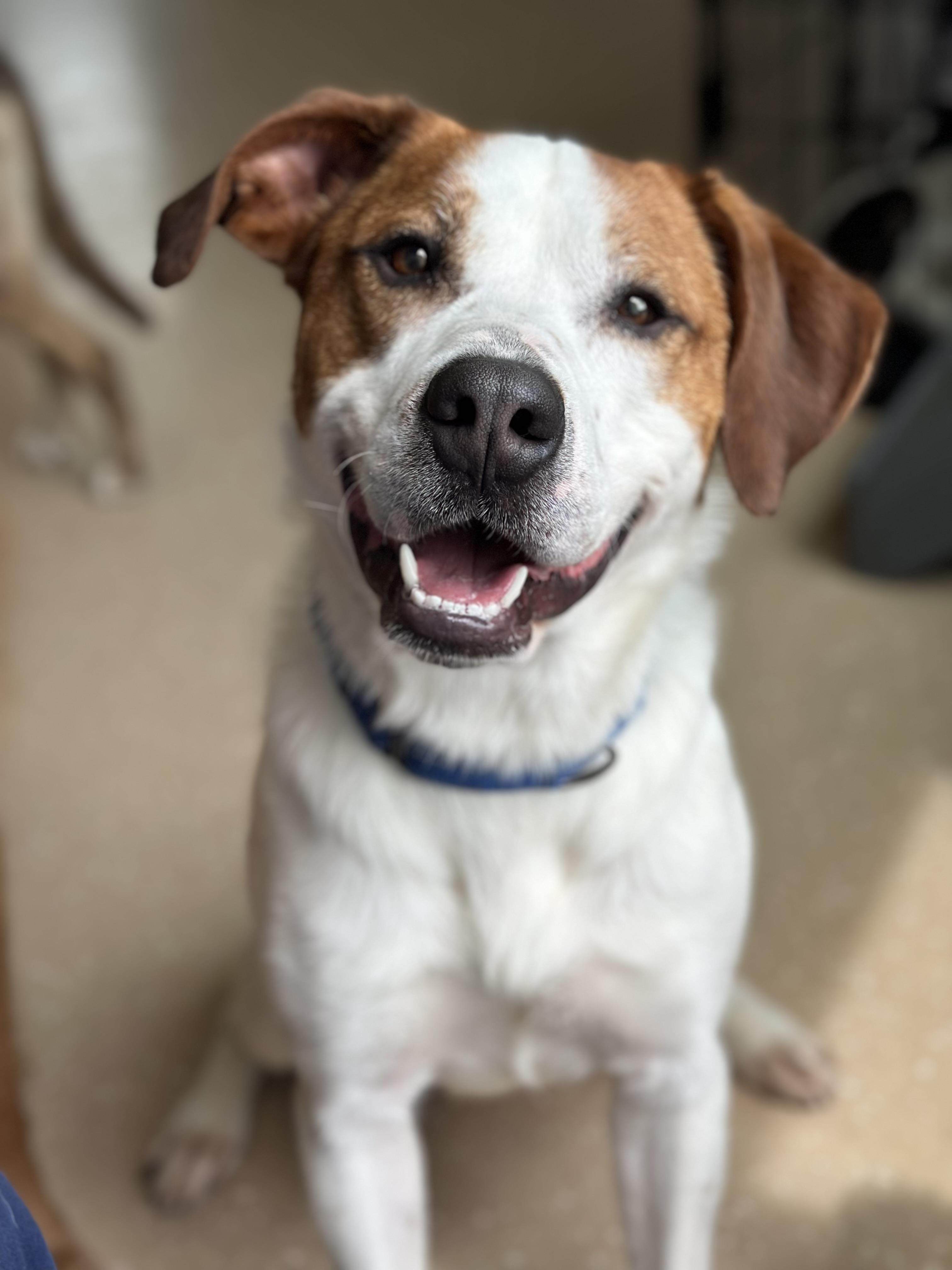 William, ADOPTABLE, Young Male Bernese Mountain Dog & Labrador Retriever.