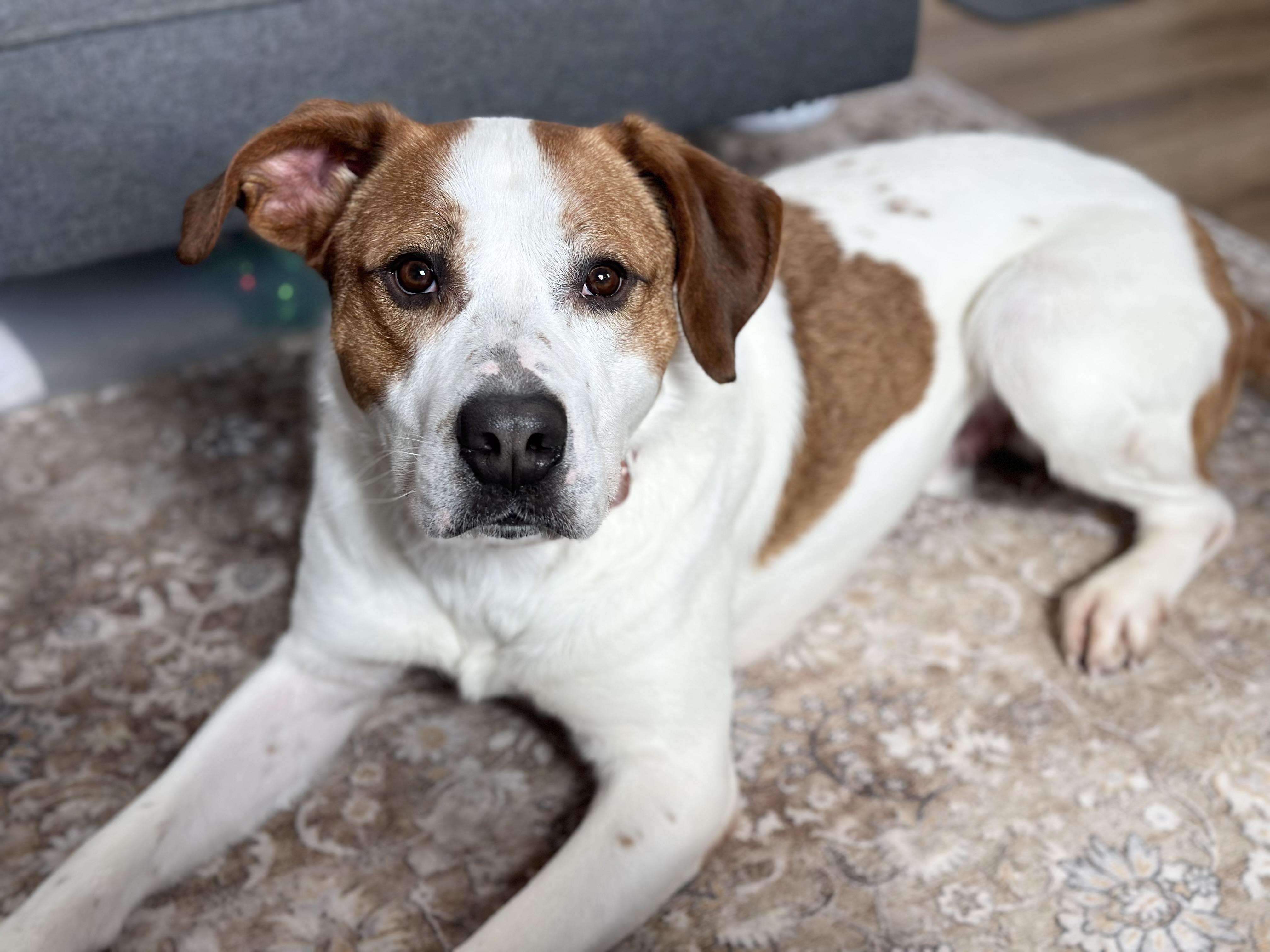William, a ADOPTABLE mixed breed in Seneca Falls, NY image 2/5
