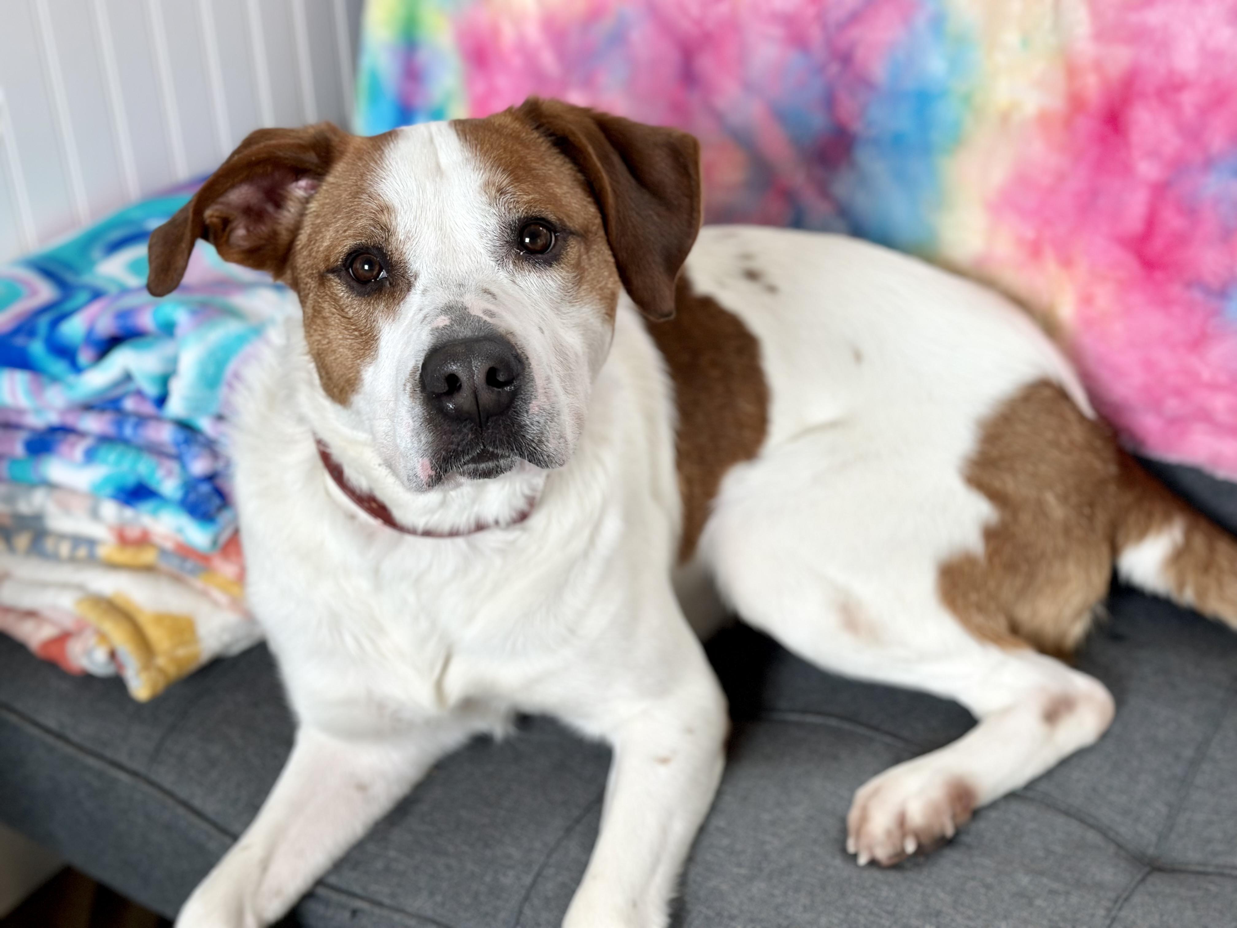 William, a ADOPTABLE mixed breed in Seneca Falls, NY image 3/5