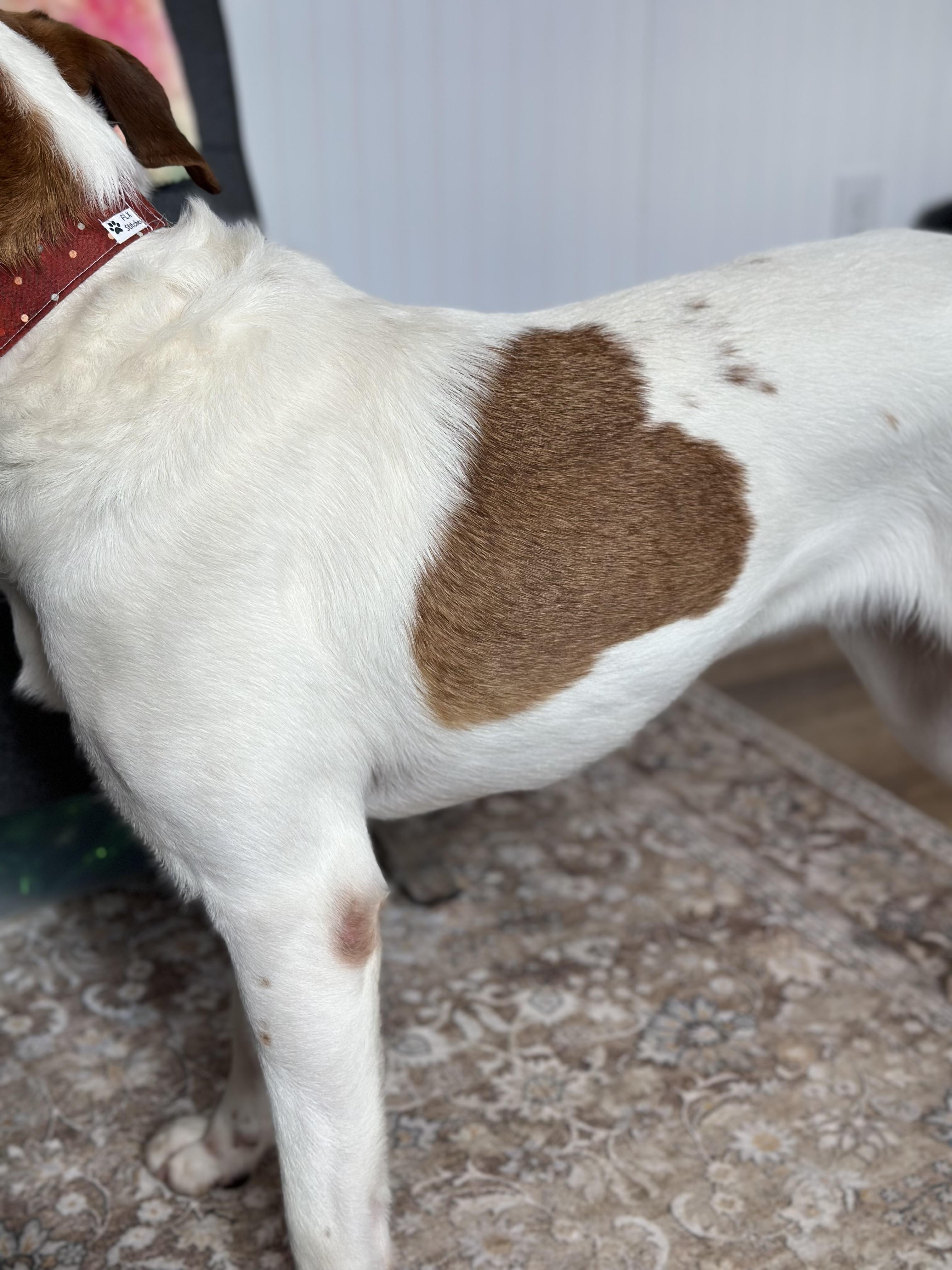 William, a ADOPTABLE mixed breed in Seneca Falls, NY image 5/5